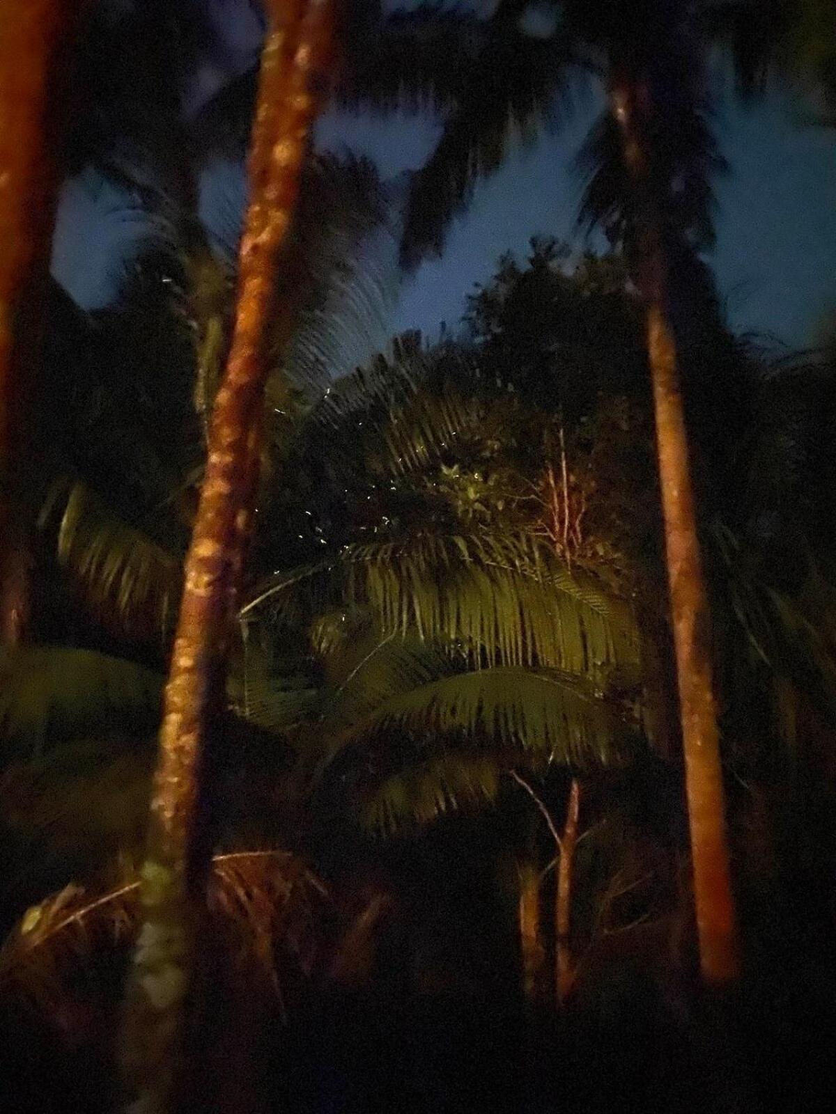 Firefly Treehouse Cafe And Bar Hotel Lazi Exterior photo